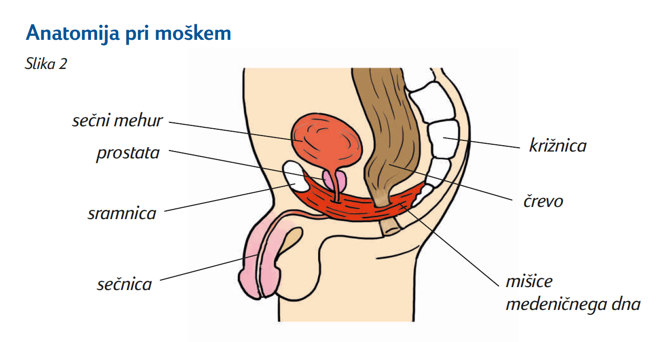 moška anatomija moška anatomija